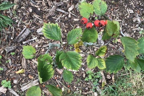 Fire-berry hawthorn