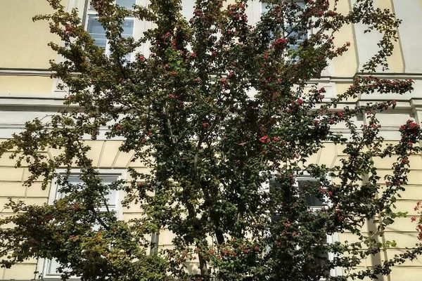 Midland hawthorn