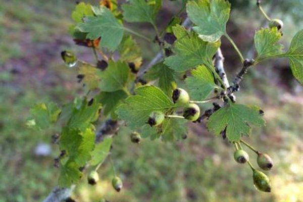 Parsley-hawthorn