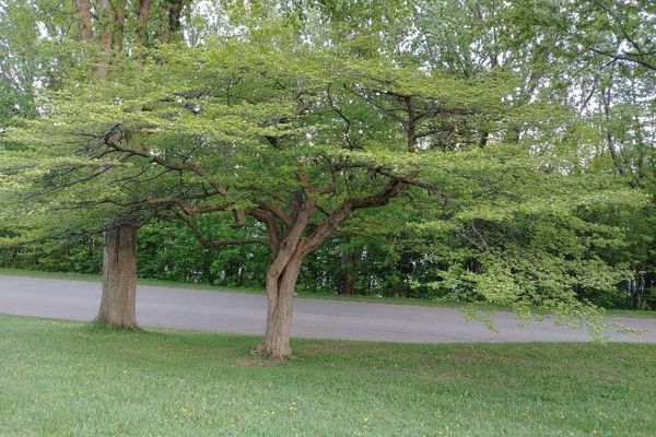 Hillside hawthorn
