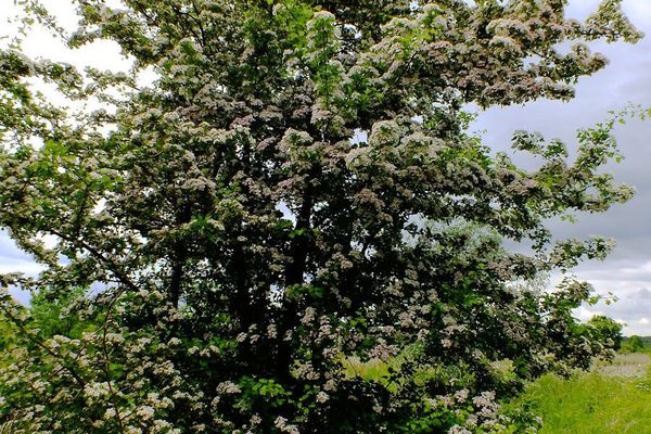 Calycine hawthorn