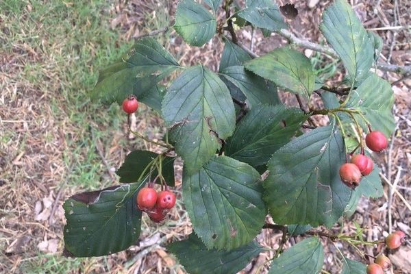 Succulent hawthorn
