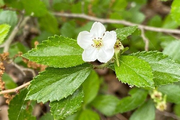 Dwarf hawthorn