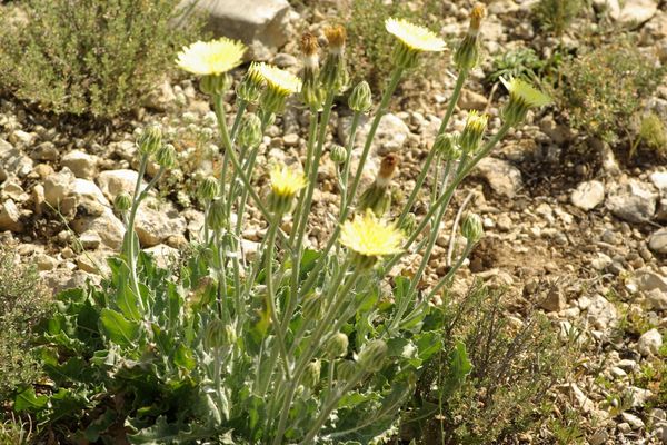 Crepis albida