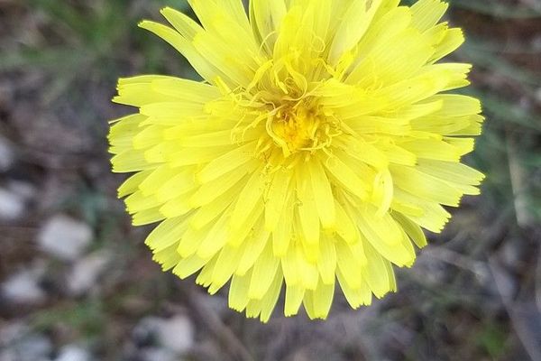 Crepis alpestris