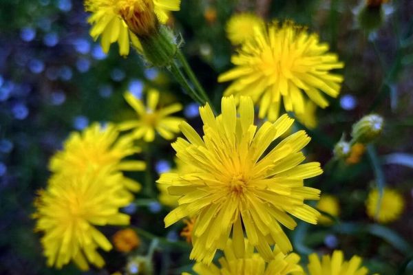 Rough hawksbeard