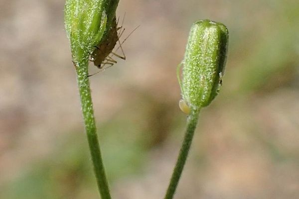 Green crepis