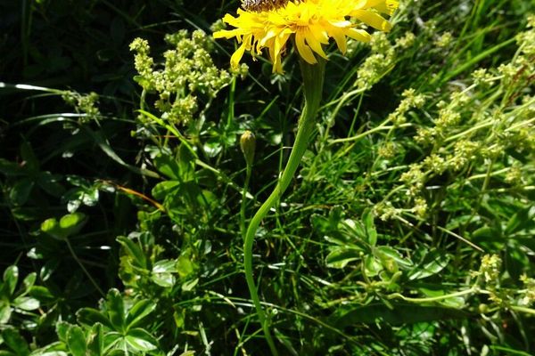 Crepis conyzifolia