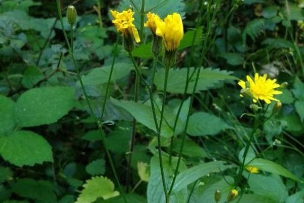 Crepis lampsanoides