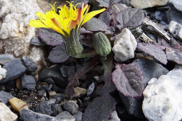 Pygmy hawksbeard