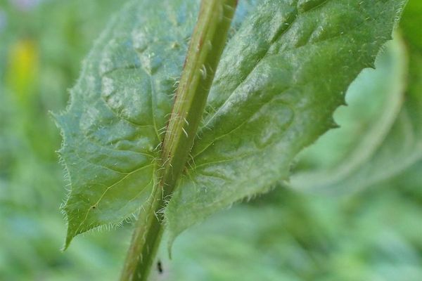 Pyrenean hawksbeard
