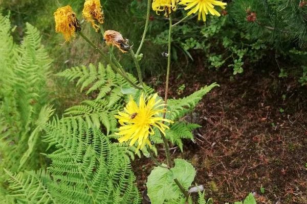 Crepis sibirica