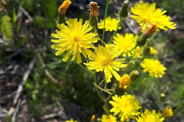 Narrow-leaf hawk's-beard