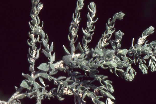 Rosin weed