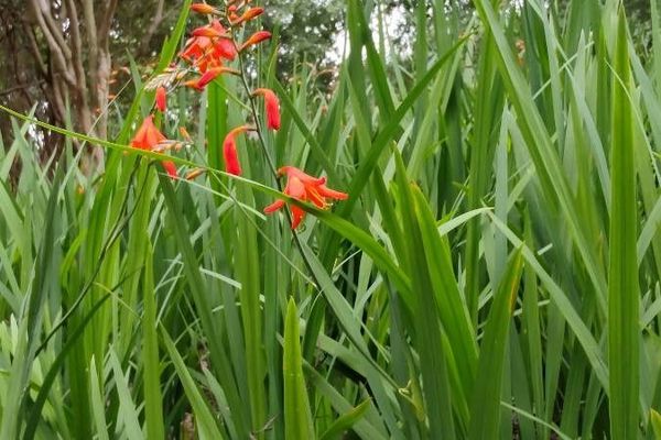 Montbretia