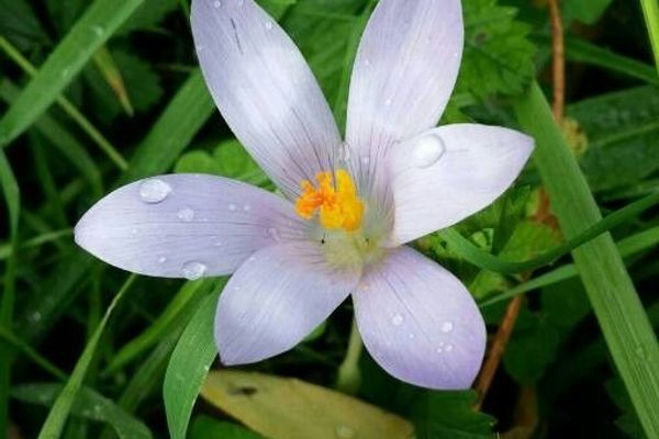 Knights of st john crocus