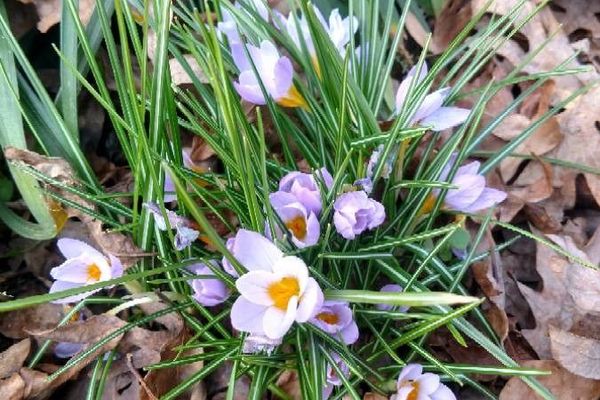 Early crocus