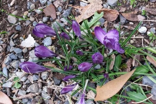 Spring crocus