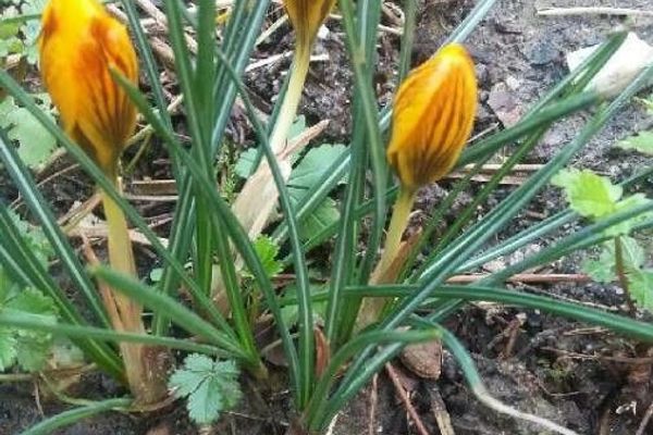 Various-coloured crocus