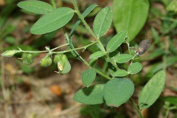 Arrowhead rattlebox
