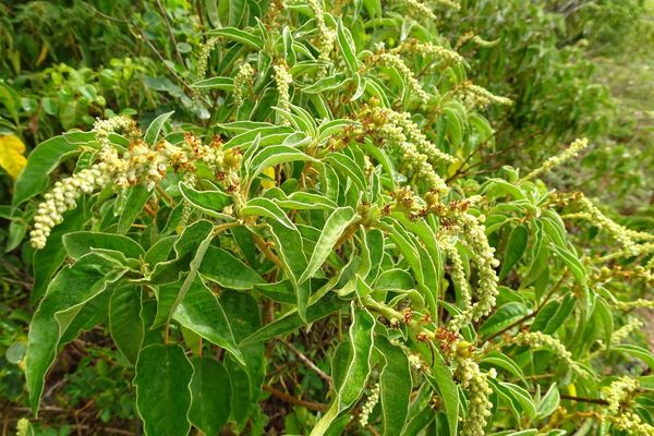 Balsam