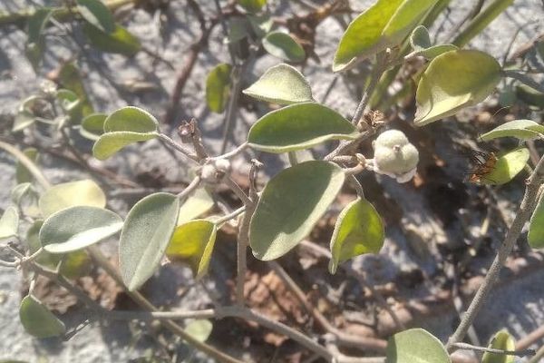 Gulf croton