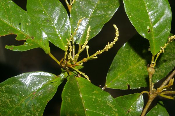 Croton schiedeanus