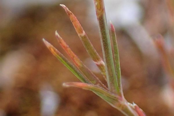 Narrowleaf crucianella