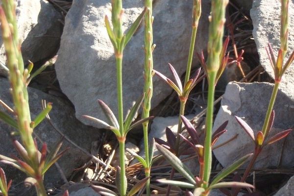 Crucianella latifolia