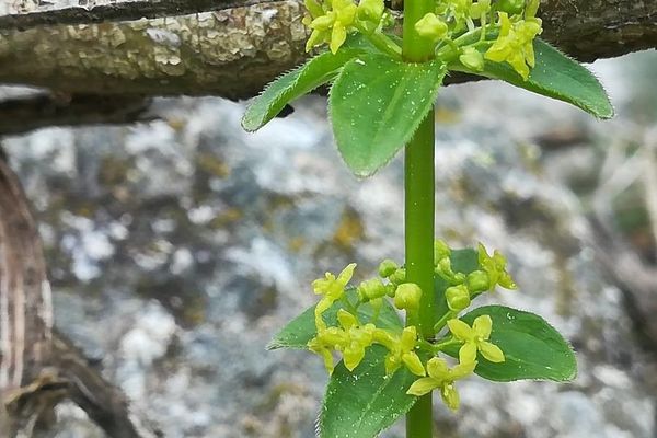 Cruciata glabra