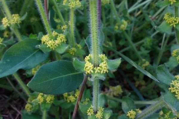 Smooth bedstraw