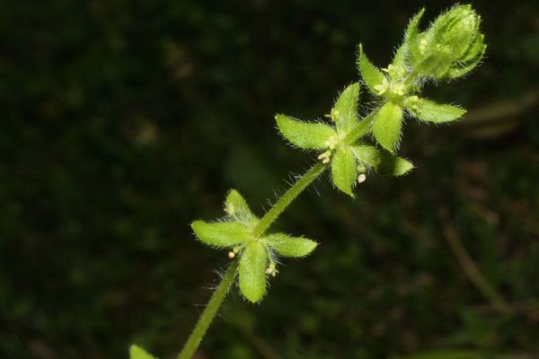 Piedmont bedstraw