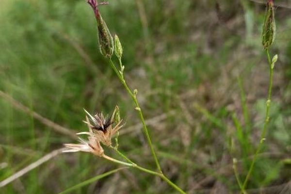 Common crupina
