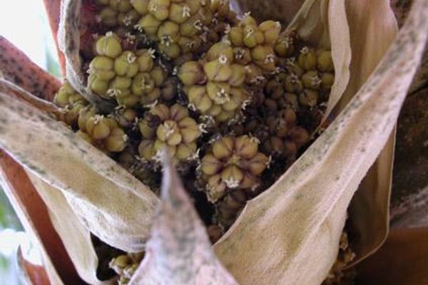 Cryosophila stauracantha