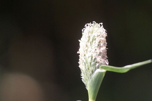 Swamp prickle grass