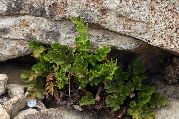 American parsley fern