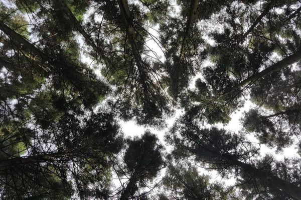 Japanese red-cedar