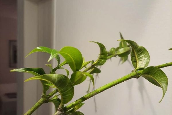 Indian rubbervine