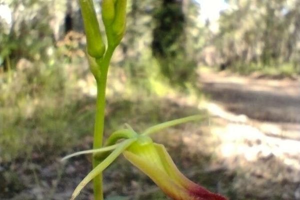 Moose orchid