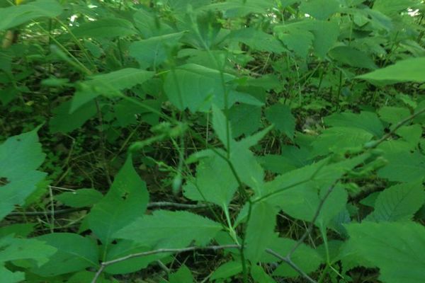 White chervil
