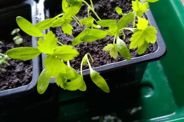Japanese cryptotaenia