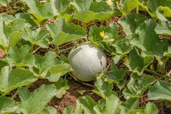 Melon