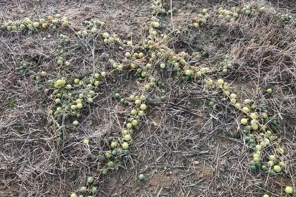 Gooseberry cucumber