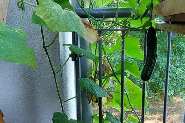 Cucumber