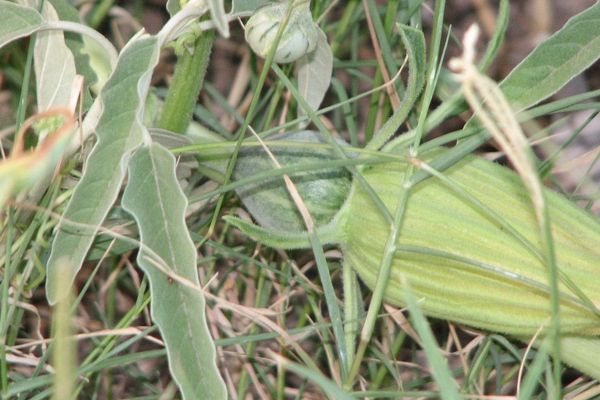 Prairie gourd