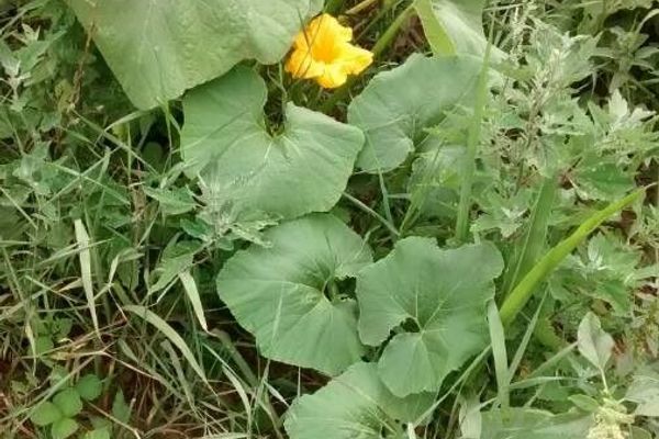 Bitter bottle gourd