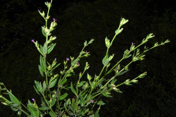 Colombian waxweed