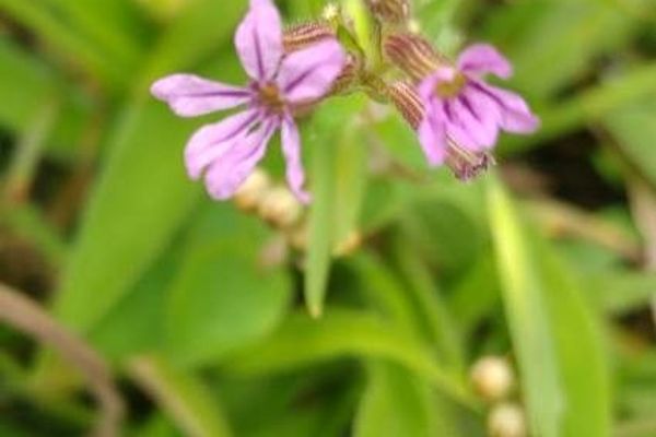 Cuphea ericoides