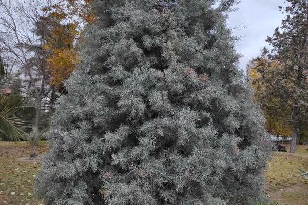 Arizona cypress