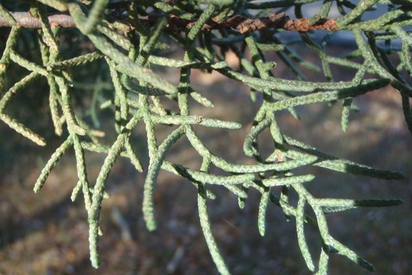 Forbes cypress